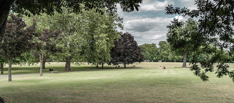 A spacious park area with a well-maintained green lawn and several large, leafless trees with thick trunks and sprawling branches stretching outwards. In the background, there are residential buildings lining the edge of the park, with parked cars visible along the street. The scene is illuminated by natural daylight, and a solitary individual is seated on a bench towards the middle distance, facing away from the camera. The park appears calm and quiet, with no visible moving objects or people in active motion. This setting could be part of a house removal process in the Wandsworth area, where companies like Man with Van Wandsworth may operate for furnishings or equipment transport, or during packing and loading activities near the property. The image highlights the outdoor environment, suitable for illustrating relocation logistics, furniture transport, or moving preparations in the context of SW18 flats near Wandsworth Common.